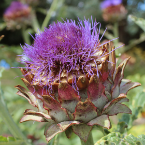 globe artichoke plants
