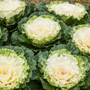 ornamental kale
