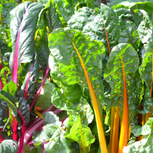 rainbow chard