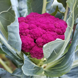 Purple cauliflower